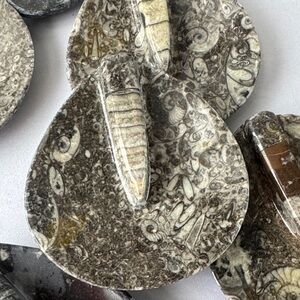 Orthoceras and Ammonite Fossil Stone Dish